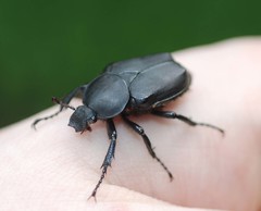 Dicronocephalus adamsi