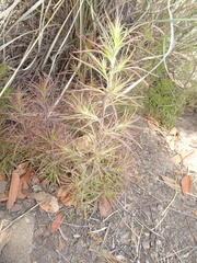 Cordylanthus wrightii