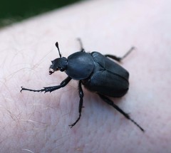 Dicronocephalus adamsi