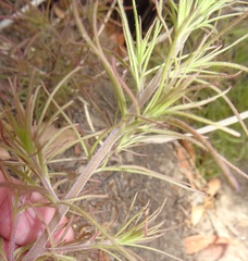 Cordylanthus wrightii