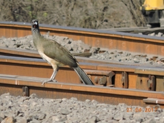 Ortalis poliocephala