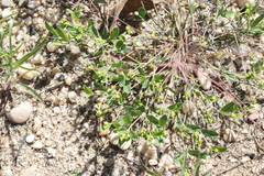 Euphorbia ipecacuanhae