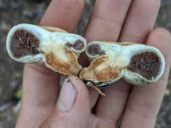 Pholiota nubigena