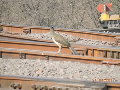 Ortalis poliocephala