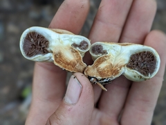 Pholiota nubigena