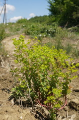 Euphorbia platyphyllos