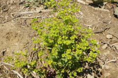 Euphorbia platyphyllos