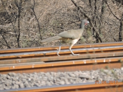 Ortalis poliocephala