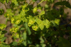 Euphorbia platyphyllos