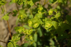 Euphorbia platyphyllos