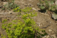 Euphorbia platyphyllos