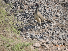 Ortalis poliocephala