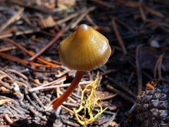 Mycena nivicola