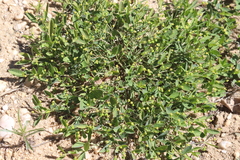 Euphorbia ipecacuanhae