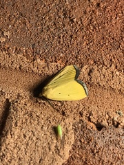 Marimatha nigrofimbria
