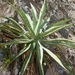 Baja California Sur Century Agave - Photo (c) Bill Levine, some rights reserved (CC BY-NC), uploaded by Bill Levine