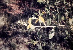 Acacia acradenia