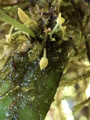 Pleurothallis dibolia