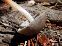 Mycena overholtsii