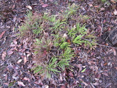 Banksia arctotidis