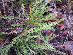 Banksia arctotidis
