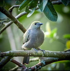 Thraupis palmarum