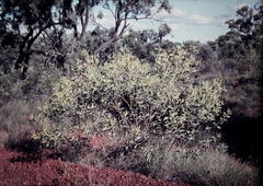 Acacia acradenia