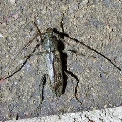 Elaphidion mucronatum