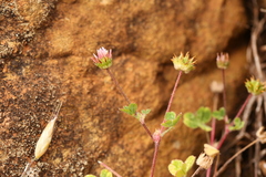 Trifolium microdon