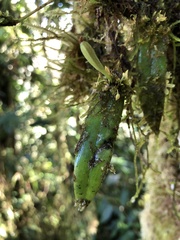 Pleurothallis dibolia
