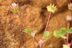 Trifolium microdon