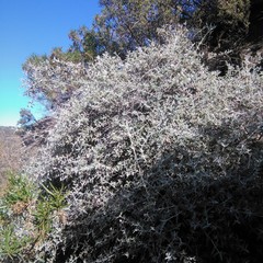 Buddleja mendozensis