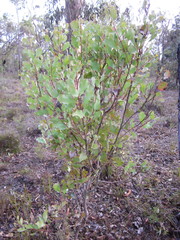Hakea undulata