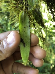 Pleurothallis dibolia