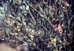 Acacia dictyophleba