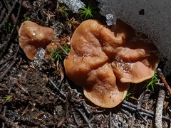 Gyromitra perlata