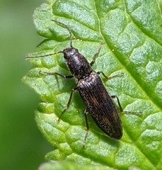 Liotrichus umbripennis
