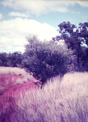 Acacia dictyophleba