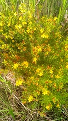Hypericum fasciculatum