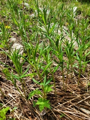 Lithospermum multiflorum