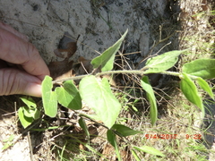 Matelea cynanchoides
