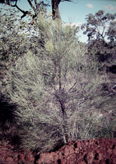 Acacia dietrichiana