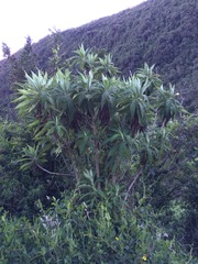 Siphocampylus giganteus