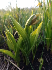 Cypripedium candidum