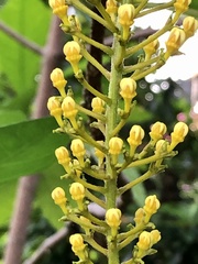 Lophanthera lactescens