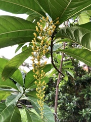 Lophanthera lactescens