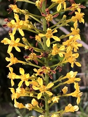 Lophanthera lactescens