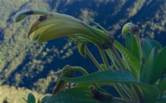 Siphocampylus giganteus