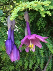 Passiflora cumbalensis