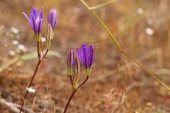 Brodiaea rosea rosea